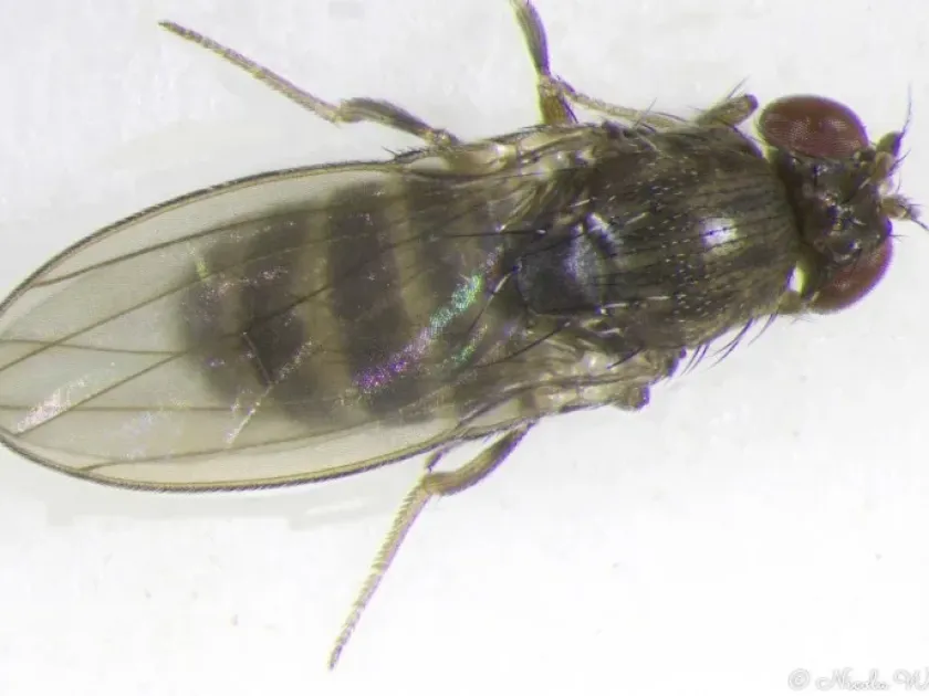 Shore fruit fly