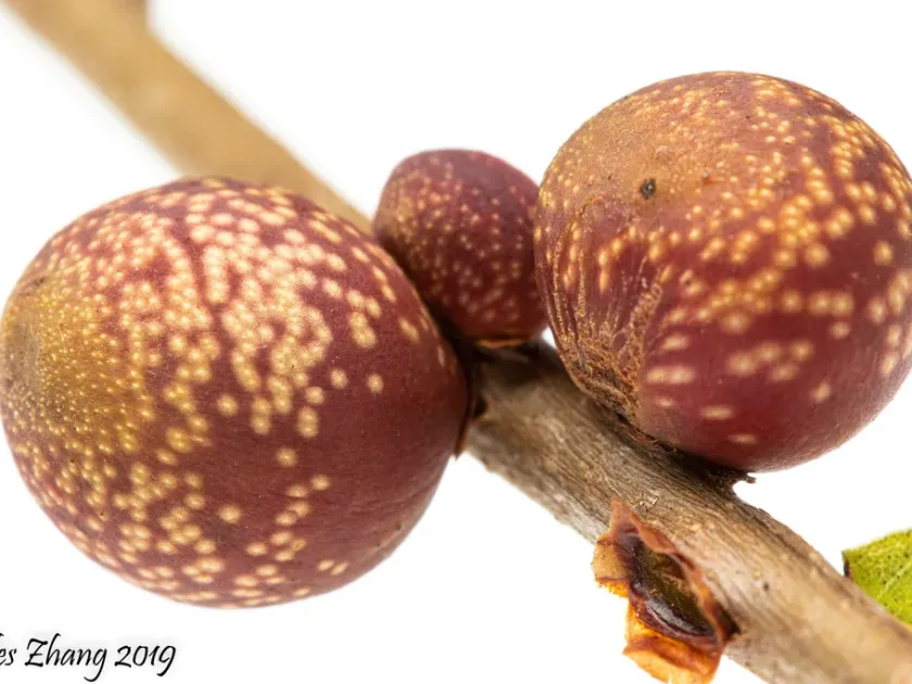 Oak gall wasp