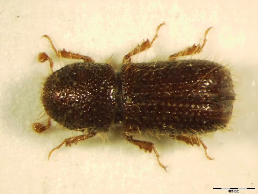 Alder bark beetle