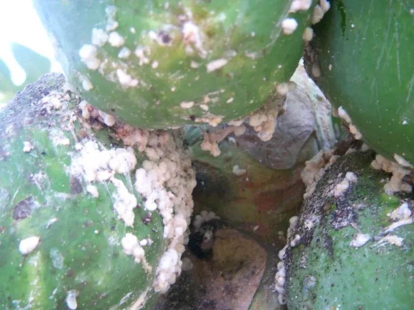 Oriental mealybug