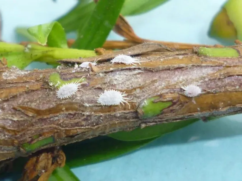 Mealybug of the genus Dysmicoccus