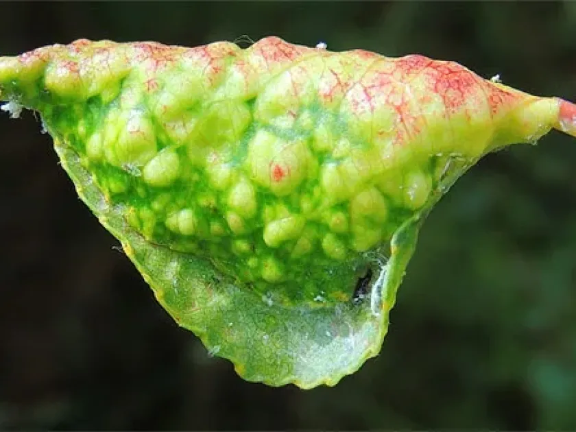 Poplar black aphid