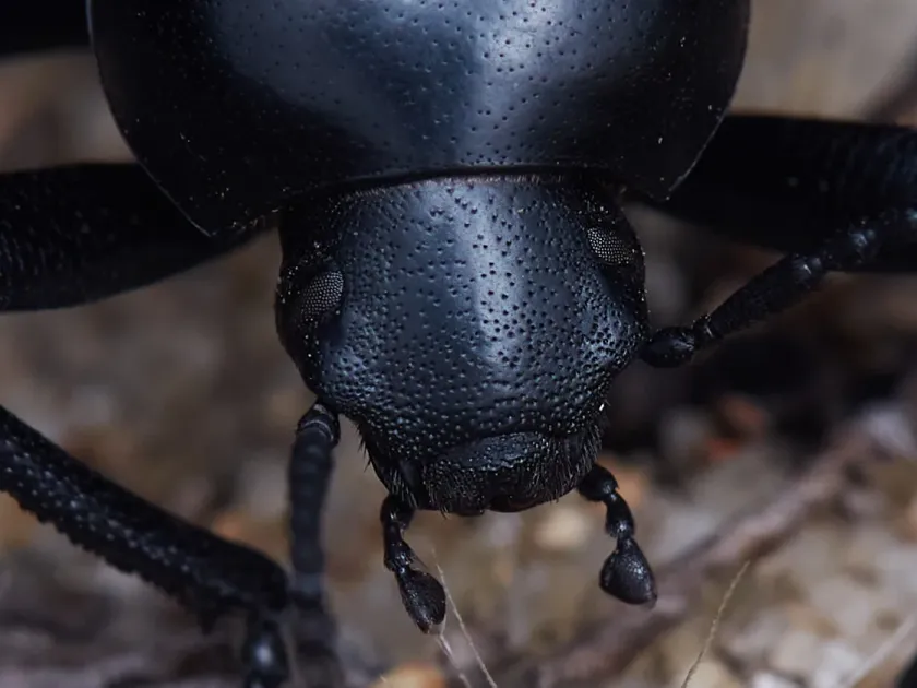 Чернотелка вида Eleodes quadricollis