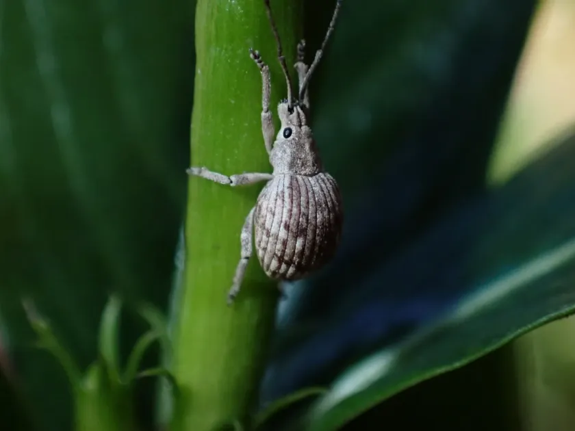 Ellimenistes