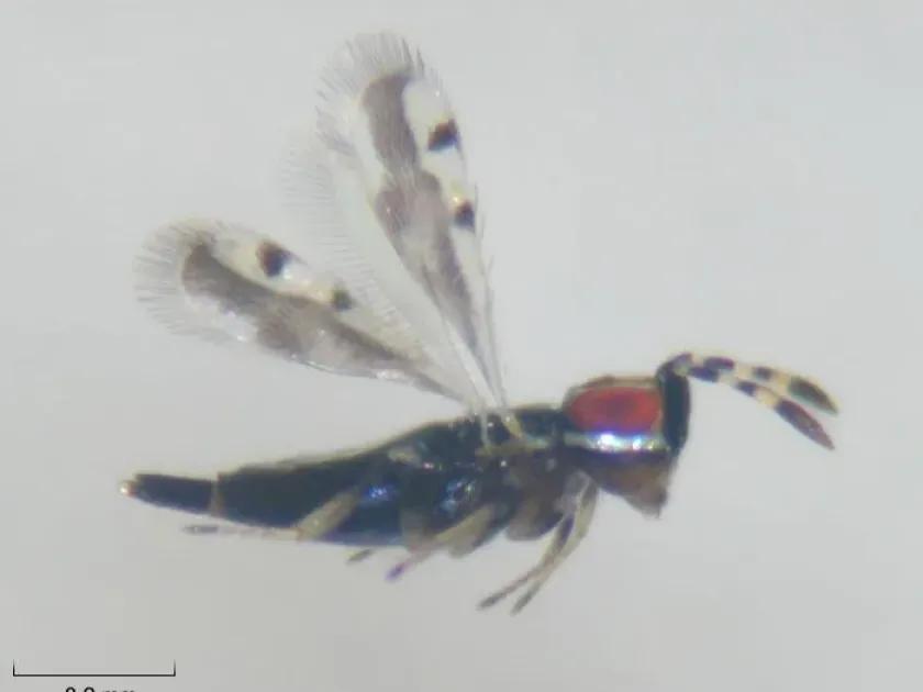 Encyrtus atomon