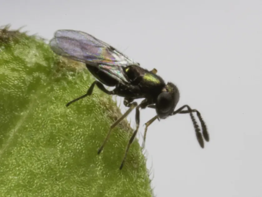 Encyrtus varicornis