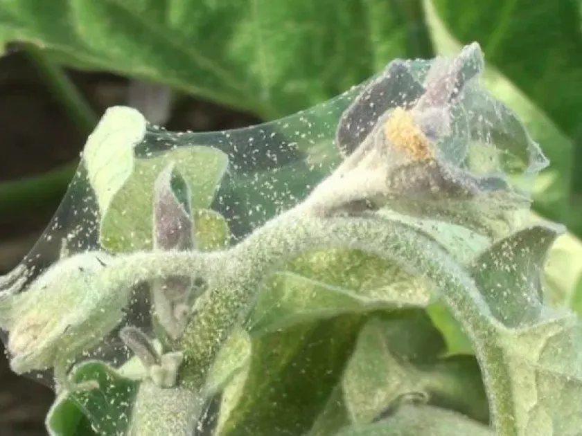 Orchard spider mite