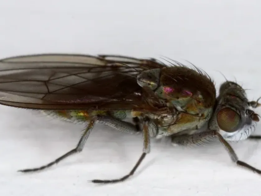 Shore fly