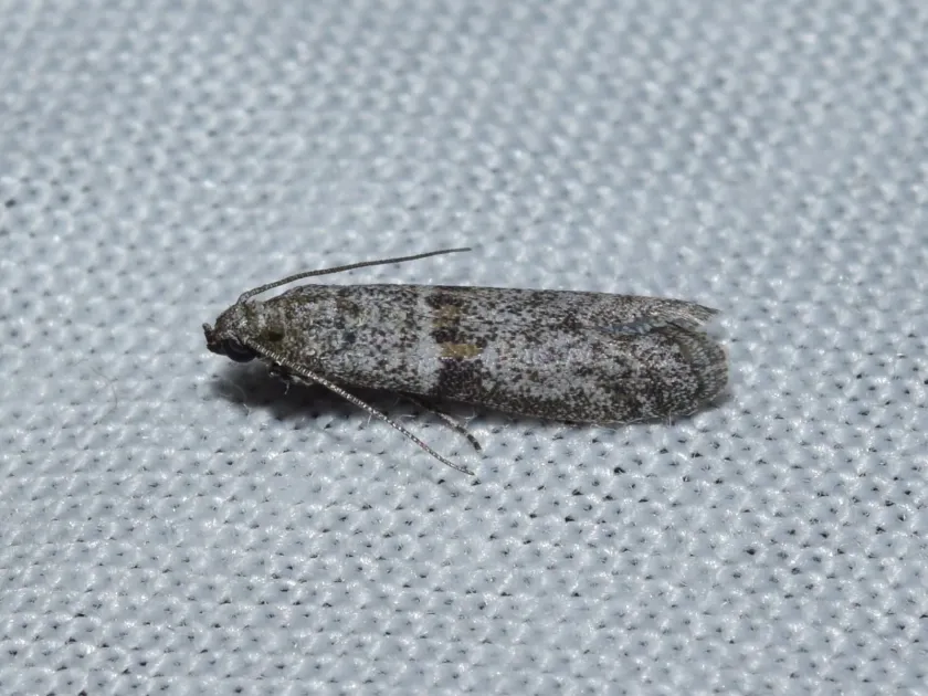Almond moth
