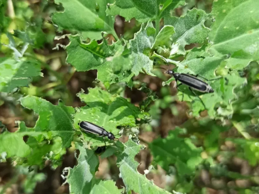Epicauta corvina