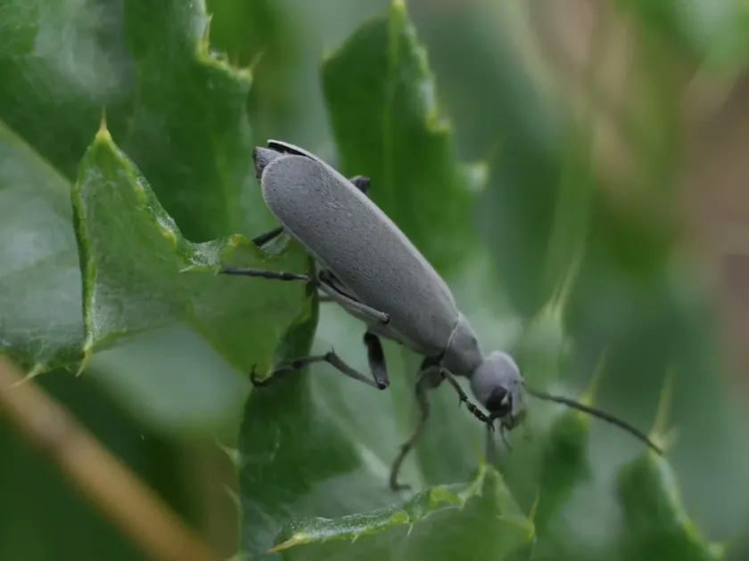Ash Gray Blister Beetle
