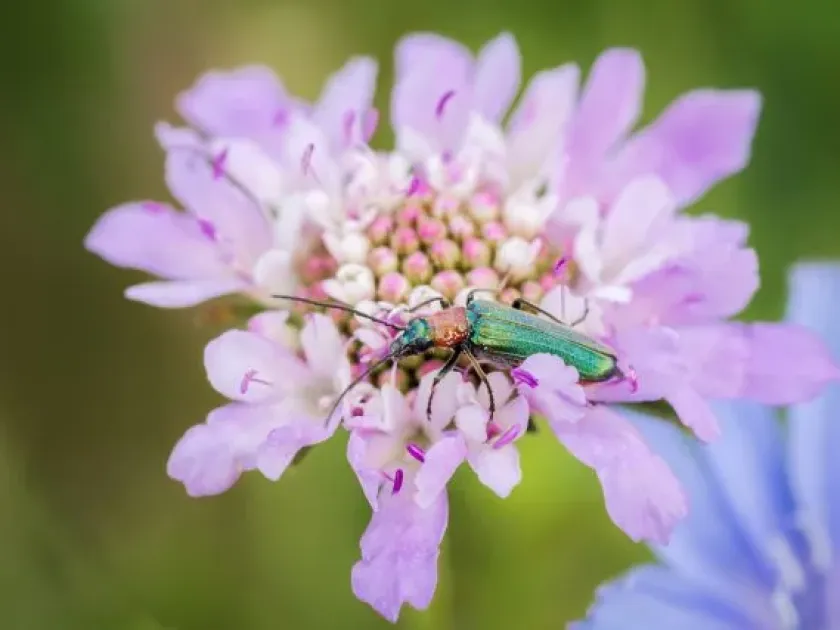 Blister beetle