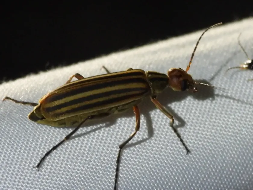 Striped blister beetle