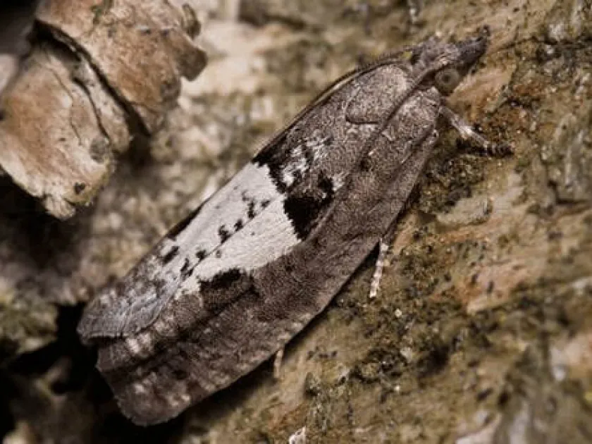 Birch tortrix