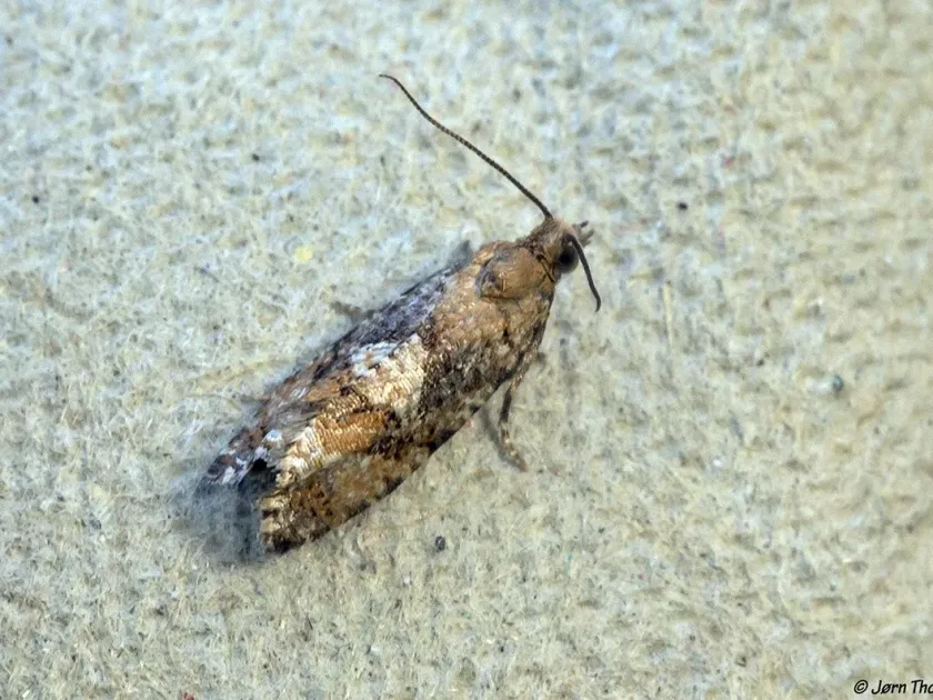 Spruce bud moth