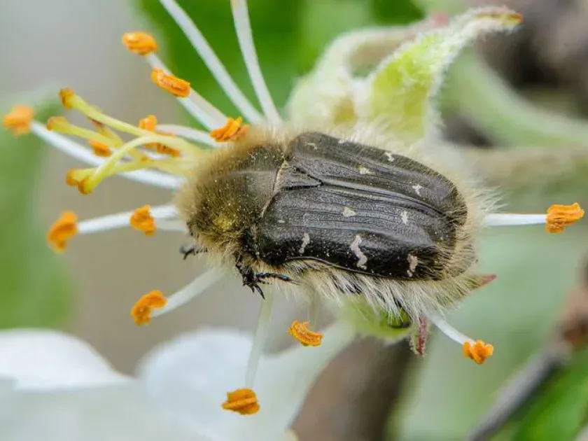 Shaggy rose beetle