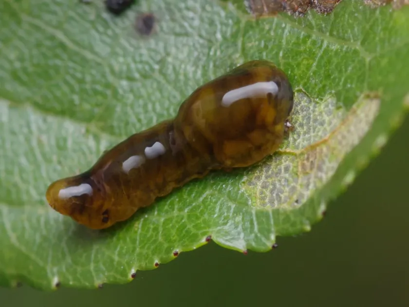 Pear slug