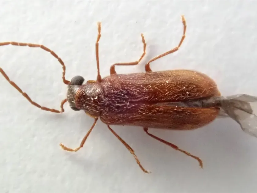 Pine cone borer