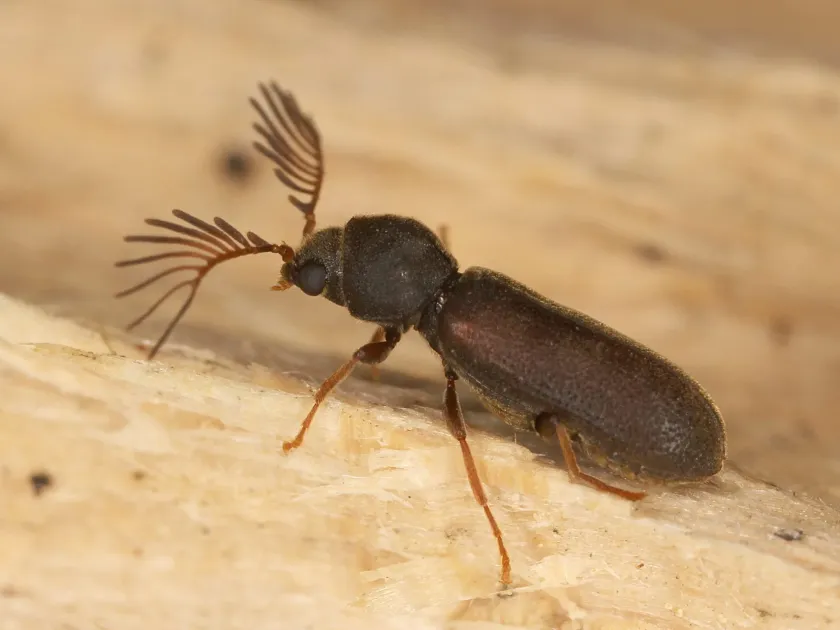 Narrow-necked anobiid