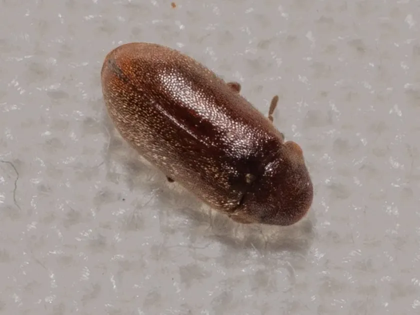 Conifer borer
