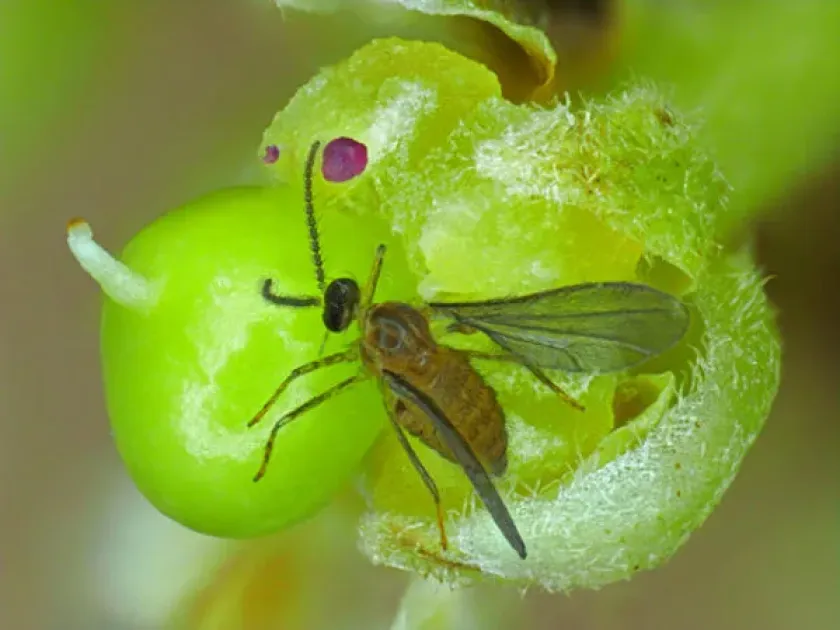 Mango gall midge
