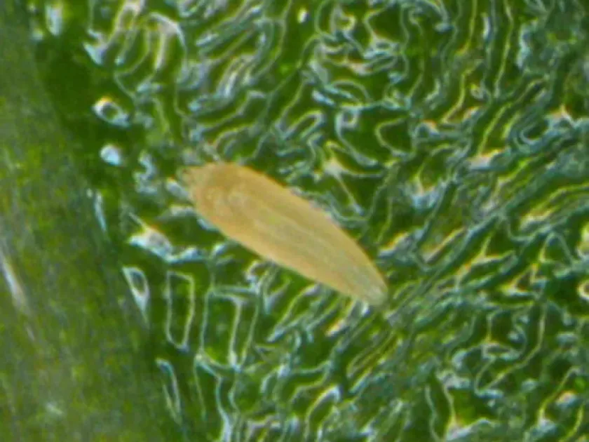 Четырехногий клещ Eriophyes chibaensis