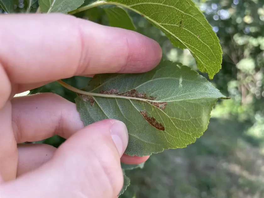 Raspberry leaf mite