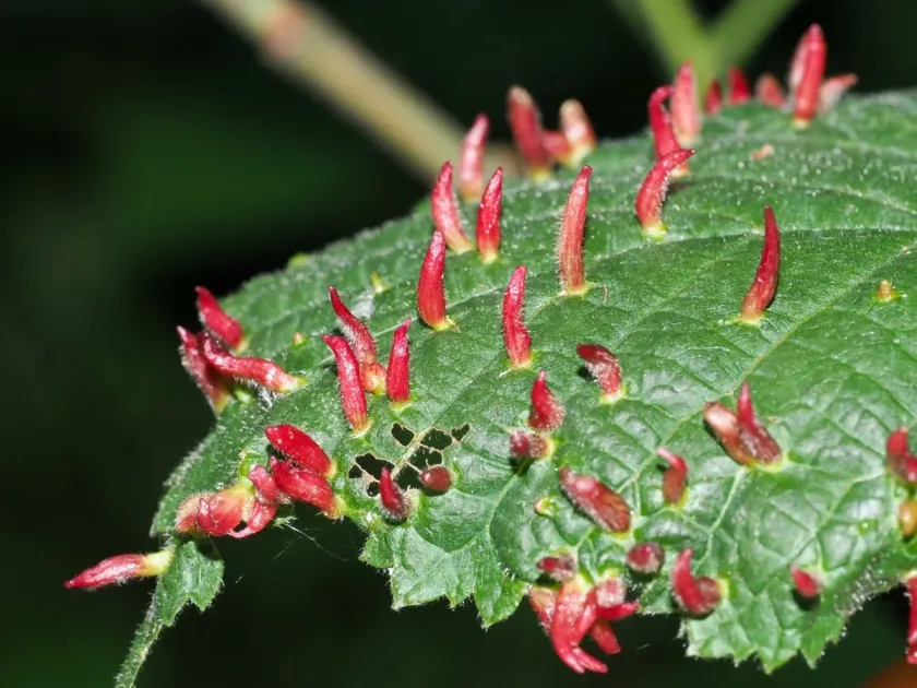 Четырехногий клещ Eriophyes ramotus