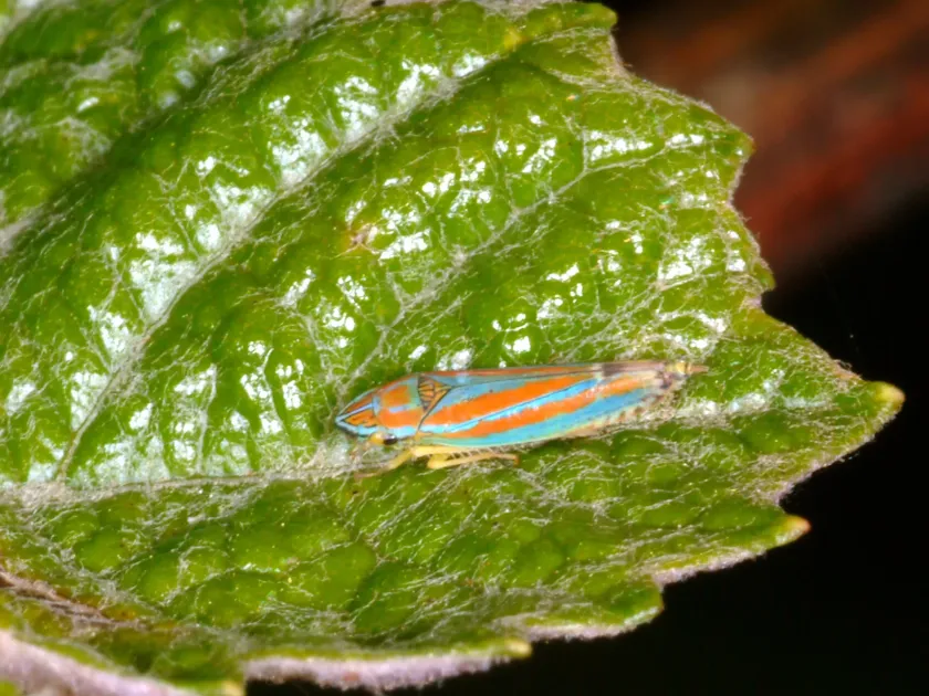 Grape leafhopper