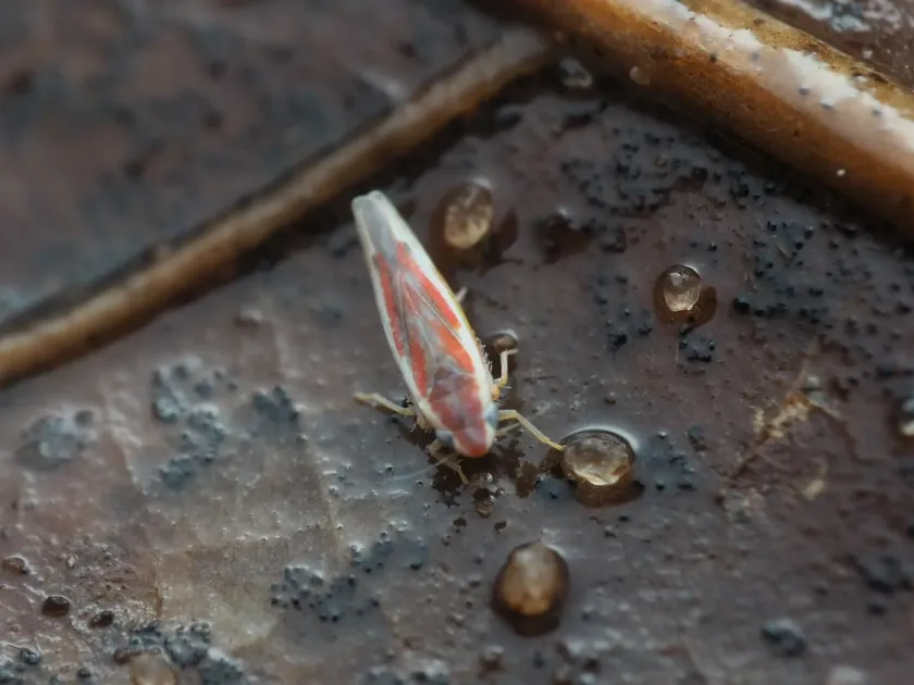 Erythroneura lawsoniana