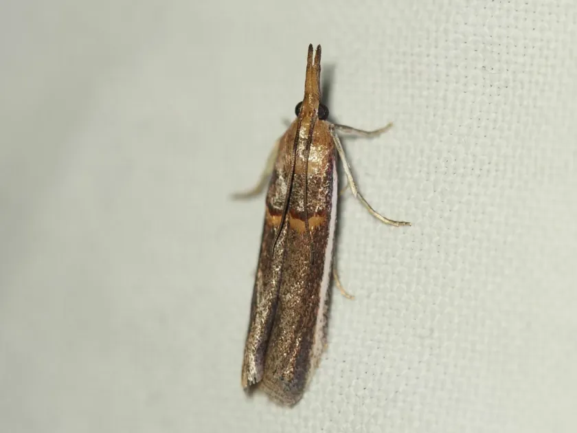 Lima bean pod borer