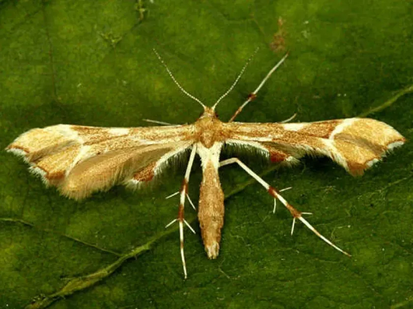 Eucnemidophorus