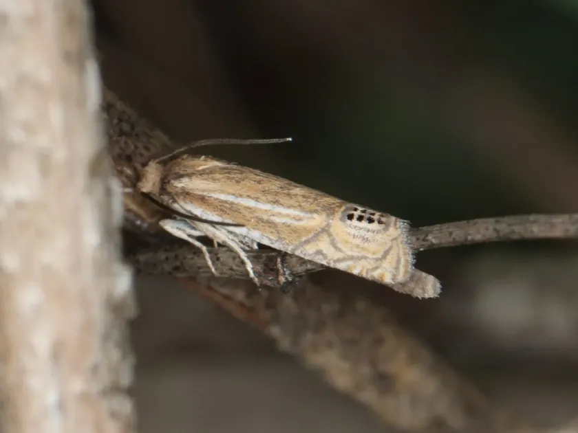 Eucosma