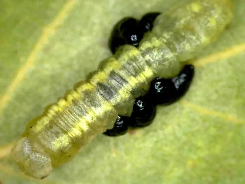 Eulophus pectinicornis