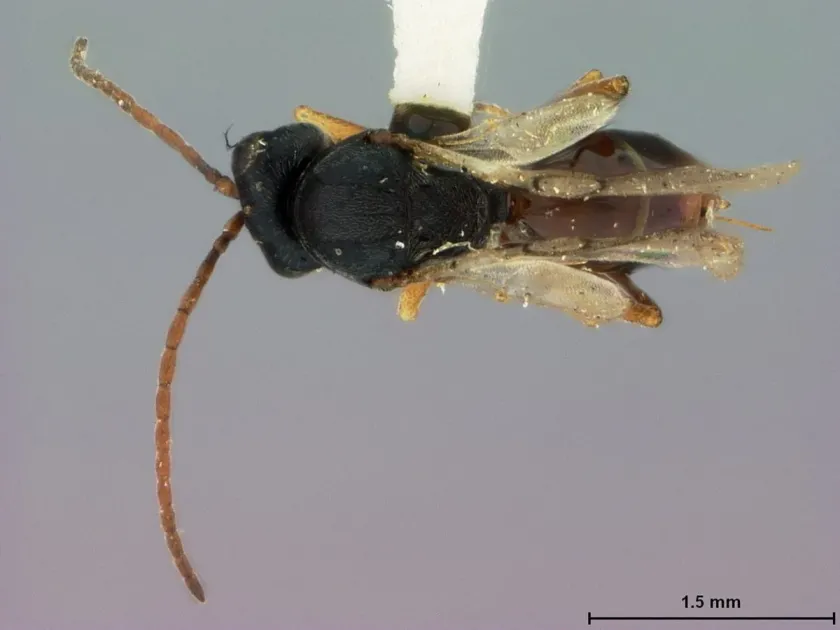 Eupelmus microzonus