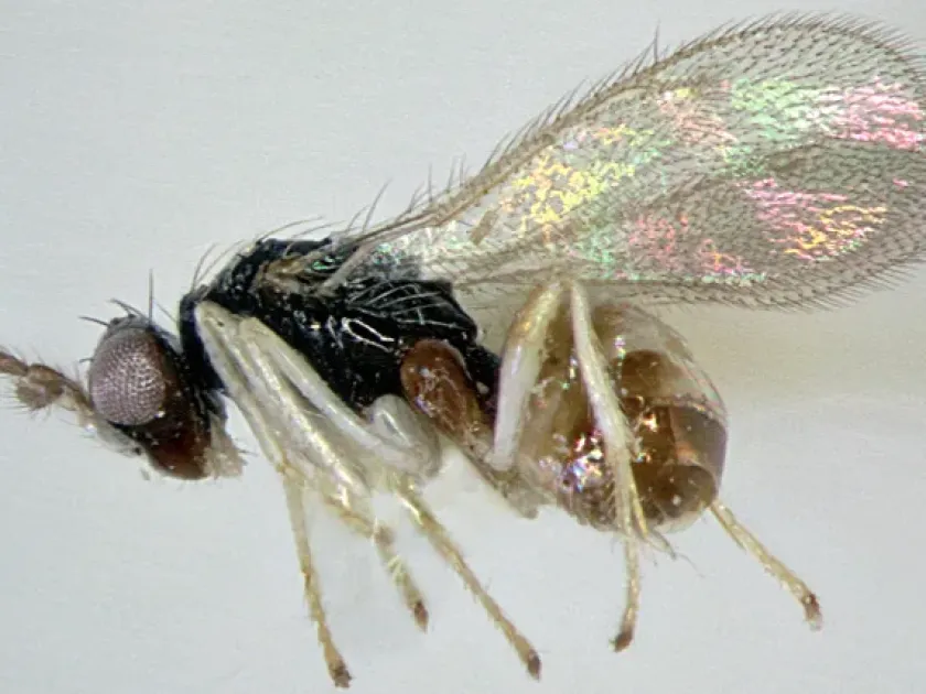 Euplectrus ceylonensis