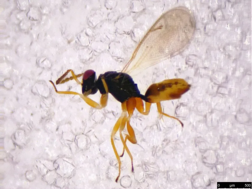 Euplectrus