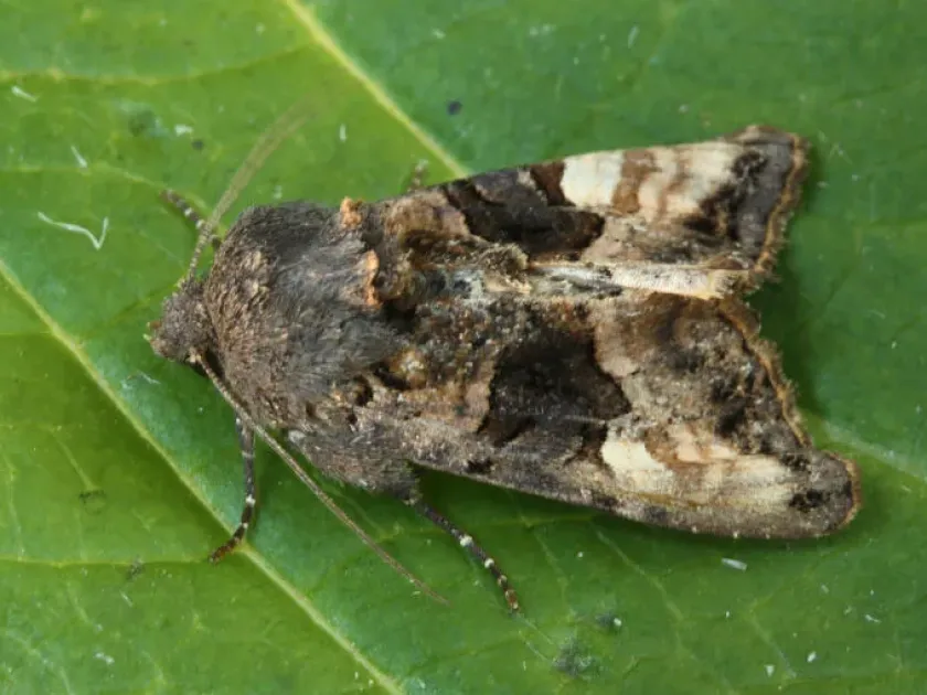 Bright-line Brown-eye