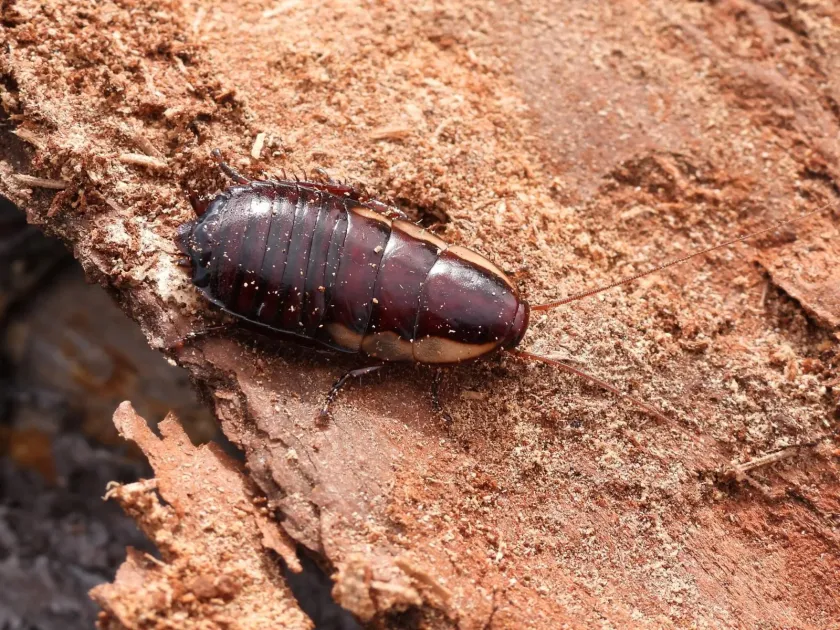 Eurycotis