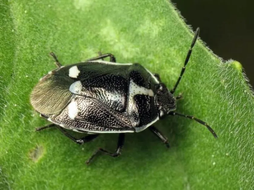 Mustard beetle (Rapeseed bug)