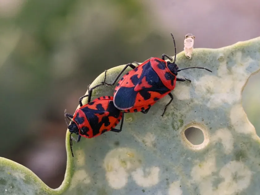 Клоп-щитник Eurydema spectabilis