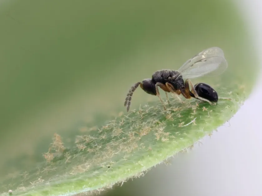 Eurytoma