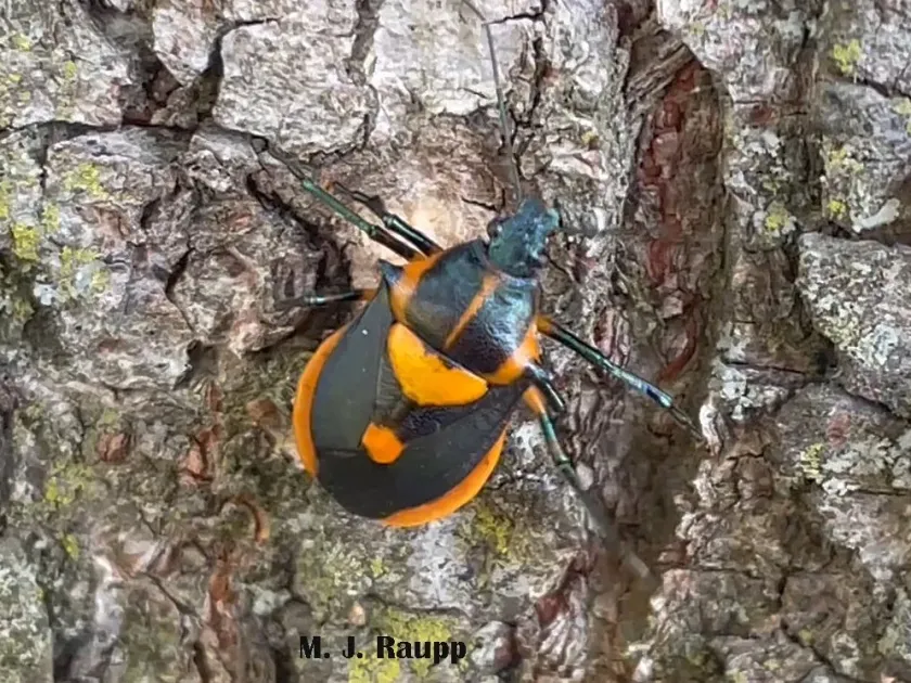 Хищный клоп Эутиринхус
