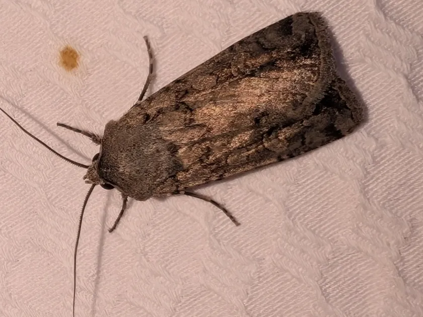 Dark-sided cutworm