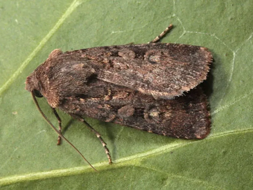 Dark Arches (Cutworm)