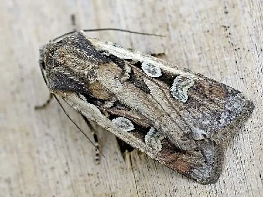 Cutworm (Euxoa subalba)