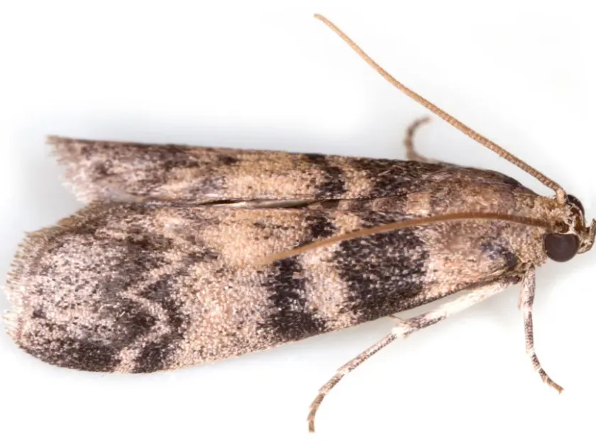 Ash bark moth