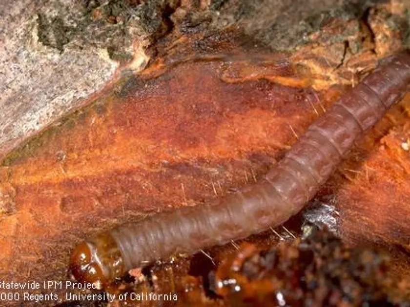 American plum borer