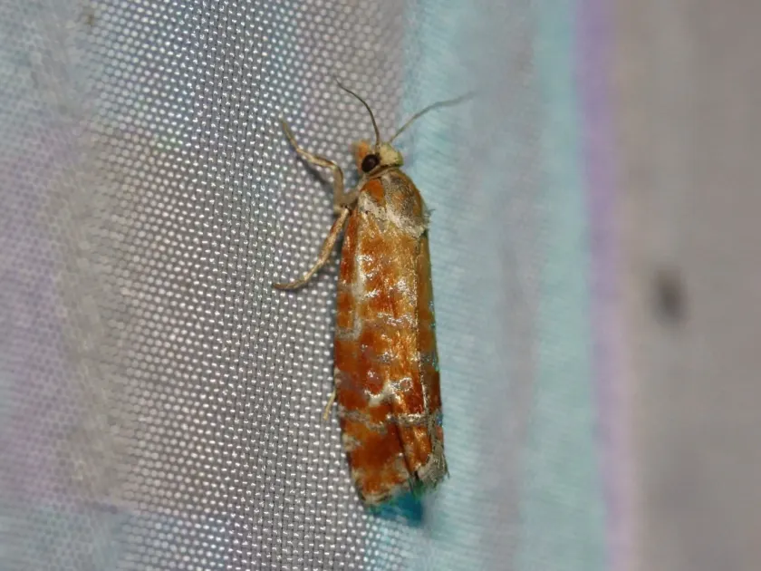 European pine shoot moth