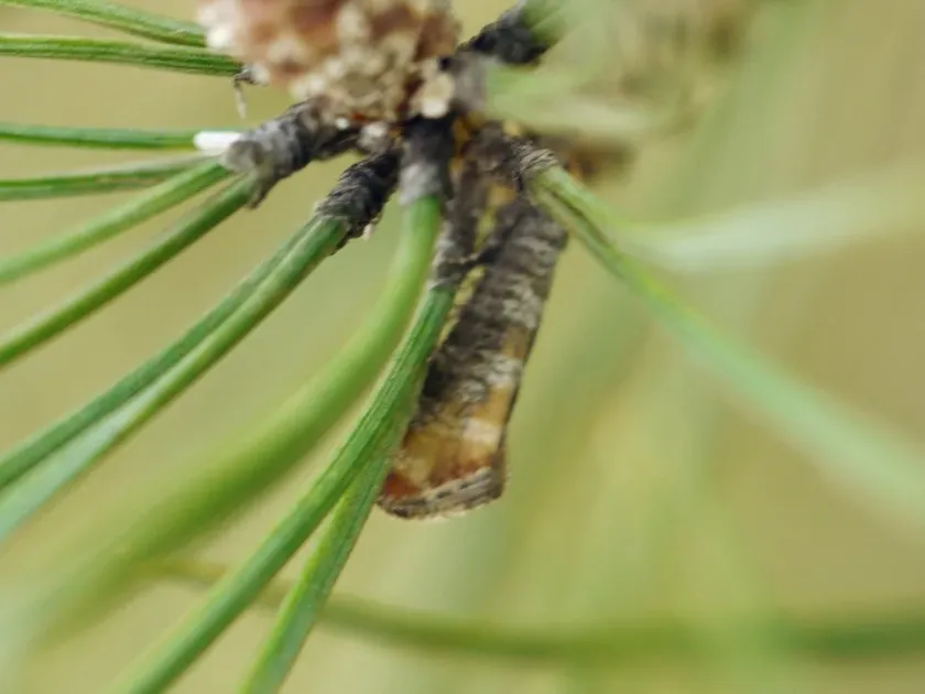 European pine shoot moth
